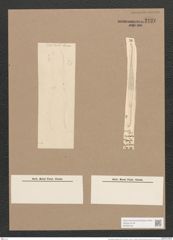 Pleurosigma prolongatum W.Sm. (de-Toni-Nr.: Genus 13, Species 1092) Zeichnungen Sammlung Grunow Nr. 2127 (NHMW-BOT-W0369162)